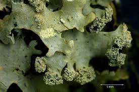 Attēlu rezultāti vaicājumam “Hypotrachyna sp.”