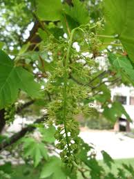 Attēlu rezultāti vaicājumam “Acer pseudoplatanus fruit”