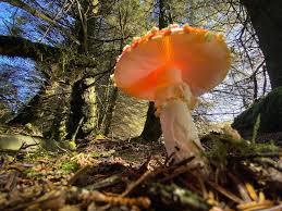 Attēlu rezultāti vaicājumam “Triphragmium ulmariae”