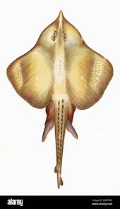 Image result for Dipturus intermedius