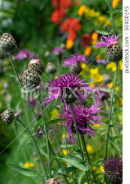 Attēlu rezultāti vaicājumam “Centaurea scabiosa flower”