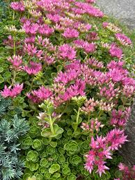 Attēlu rezultāti vaicājumam “Phedimus spurius leaf”