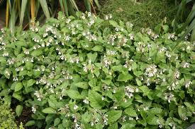 Attēlu rezultāti vaicājumam “Symphytum grandiflorum”