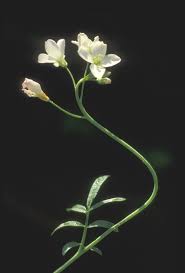 Attēlu rezultāti vaicājumam “Cardamine pratensis flower”