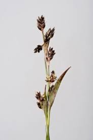 Attēlu rezultāti vaicājumam “Luzula campestris flower”