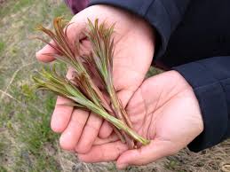 Attēlu rezultāti vaicājumam “Epilobium angustifolium fruit”