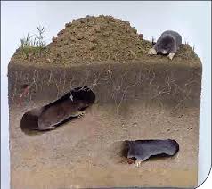 Attēlu rezultāti vaicājumam “Talpa europaea”