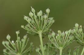 Attēlu rezultāti vaicājumam “Cnidium dubium”