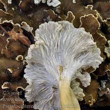 Attēlu rezultāti vaicājumam “Pseudocraterellus sinuosus”