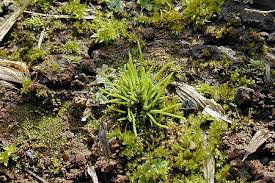 Attēlu rezultāti vaicājumam “Funaria hygrometrica sporophyte”