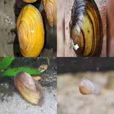 Attēlu rezultāti vaicājumam “Ancylus fluviatilis”