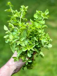 Image result for Oregano