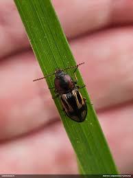 Attēlu rezultāti vaicājumam “Selatosomus cruciatus”