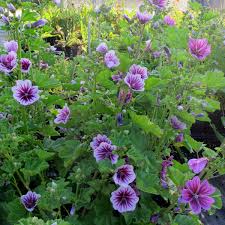 Image result for Malva sylvestris 'Zebrina'