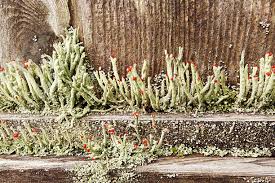 Attēlu rezultāti vaicājumam “Cladonia coccifera”