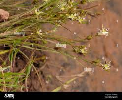 Attēlu rezultāti vaicājumam “Rhynchospora alba fruit”