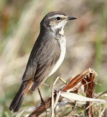 Attēlu rezultāti vaicājumam “Luscinia svecica adult”