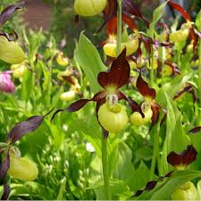 Attēlu rezultāti vaicājumam “Cypripedium calceolus”