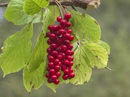 Attēlu rezultāti vaicājumam “Schisandra chinensis”