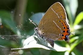 Attēlu rezultāti vaicājumam “Satyrium pruni”