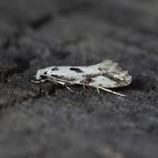 Attēlu rezultāti vaicājumam “Ypsolopha asperella”