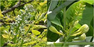 Attēlu rezultāti vaicājumam “Gymnocladus dioicus flower”