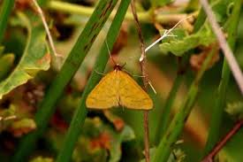 Attēlu rezultāti vaicājumam “Mecyna flavalis”