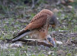 Attēlu rezultāti vaicājumam “Falco tinnunculus adult”