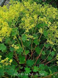 Attēlu rezultāti vaicājumam “Alchemilla vulgaris aggr. bud”