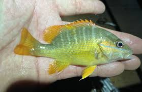 Image result for Lutjanus jocu