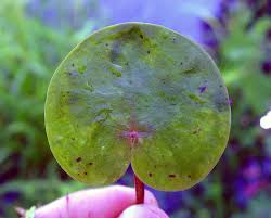 Attēlu rezultāti vaicājumam “Hydrocharis morsus-ranae fruit”