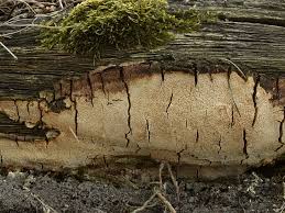 Attēlu rezultāti vaicājumam “Perenniporia medulla-panis”