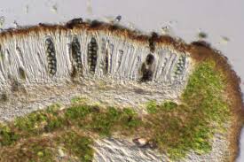 Attēlu rezultāti vaicājumam “Physcia aipolia”