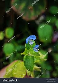 Attēlu rezultāti vaicājumam “Commelina coelestis flower”