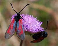 Attēlu rezultāti vaicājumam “Zygaena minos”