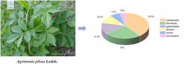 Attēlu rezultāti vaicājumam “Agrimonia pilosa”