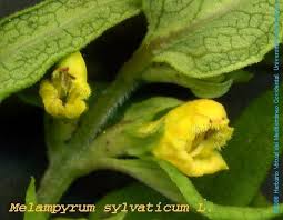 Attēlu rezultāti vaicājumam “Melampyrum sylvaticum”