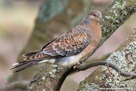 Image result for Streptopelia orientalis