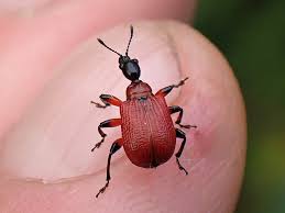 Attēlu rezultāti vaicājumam “Apoderus coryli”