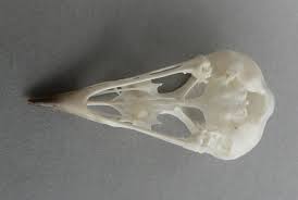 Image result for Dendroica castanea