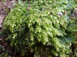 Attēlu rezultāti vaicājumam “Plagiothecium nemorale”