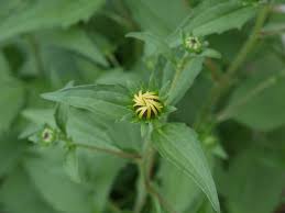 Attēlu rezultāti vaicājumam “Rudbeckia hirta var. hirta leaf”
