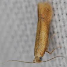 Attēlu rezultāti vaicājumam “Tischeriidae”