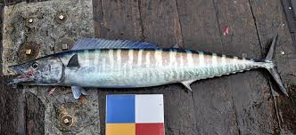 Image result for Acanthocybium solandri