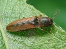 Attēlu rezultāti vaicājumam “Dalopius marginatus”