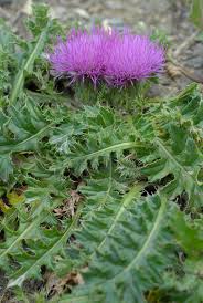Attēlu rezultāti vaicājumam “Cirsium acaule flower”