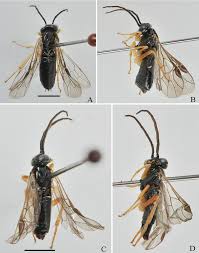 Attēlu rezultāti vaicājumam “Tenthredinidae”