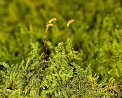 Attēlu rezultāti vaicājumam “Palustriella”