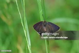 Attēlu rezultāti vaicājumam “Favonius quercus”