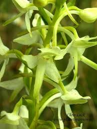 Attēlu rezultāti vaicājumam “Platanthera bifolia flower”